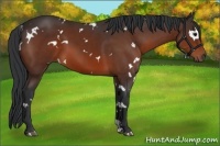 Horse Color:White Spotted Brown 
