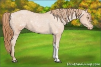 Horse Color:Bay Pearl Appaloosa
