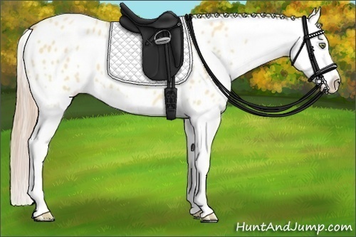 Horse Color:Gold Champagne Dun Splash Appaloosa 