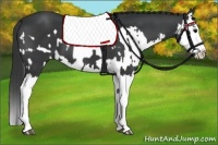 Horse Color:Black Splash  and Black Splash 