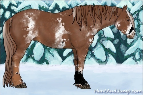 Horse Color:White Spotted Chestnut 