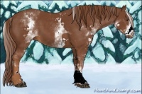 Horse Color:White Spotted Chestnut