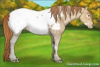 Horse Color:White Spotted Gold Champagne Ice Appaloosa