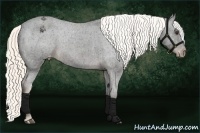 Horse Color:Liver Chestnut Appaloosa