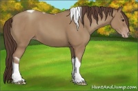 Horse Color:Classic Champagne Tobiano