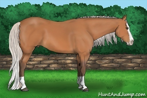 Horse Color:Silver Bay Splash 
