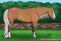 Horse Color:Silver Bay Splash 