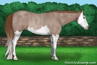 Horse Color:Red Roan Splash Rabicano
