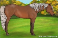 Horse Color:Silver Bay 