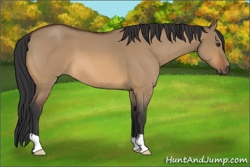 Horse Color:Bay Roan Dun 