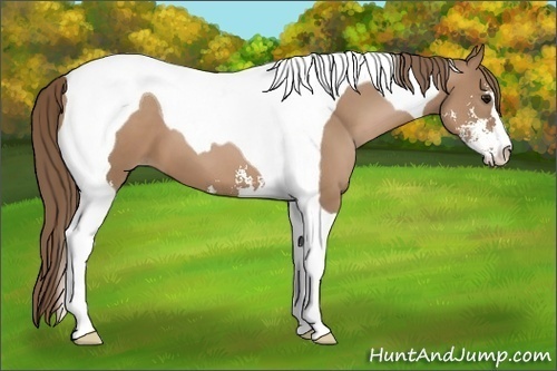 Horse Color:Black Pearl Sabino Tobiano 