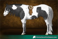 Horse Color:Black Sabino Tobiano 