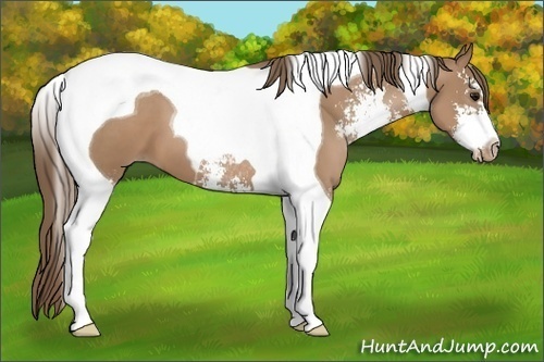 Horse Color:Black Pearl Sabino Tobiano