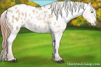 Horse Color:Brown Pearl Dun Appaloosa 