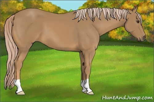 Horse Color:Palomino