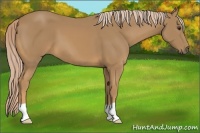 Horse Color:Palomino