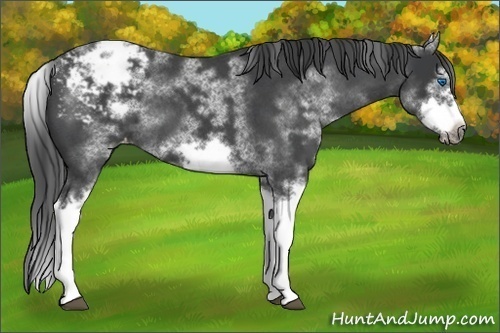 Horse Color:White Spotted Blue Roan Splash Frame Appaloosa 