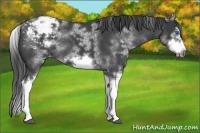 Horse Color:White Spotted Blue Roan Splash Frame Appaloosa