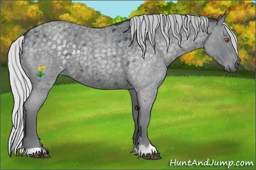 Horse Color:Silver Blue Chinchilla Roan