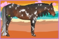 Horse Color:White Spotted Liver Chestnut Sabino 