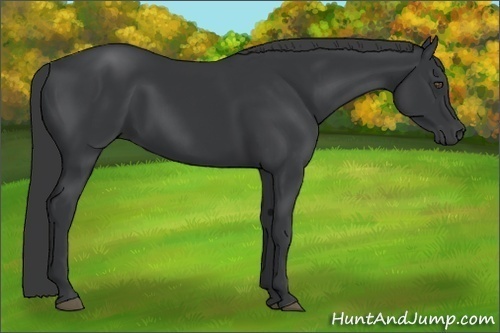Horse Color:Black 