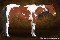 Horse Color:White Spotted Bay Tobiano 