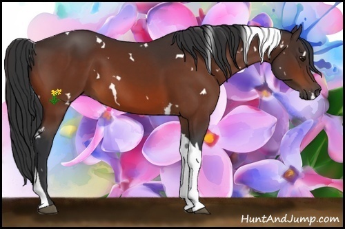 Horse Color:White Spotted Bay Tobiano 