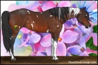 Horse Color:White Spotted Bay Tobiano 