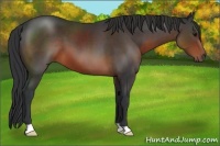 Horse Color:Brown 