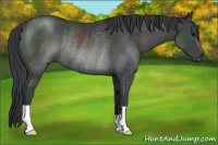 Horse Color:Black Rabicano 