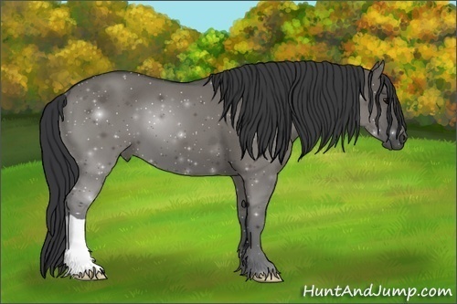 Horse Color:Grullo 