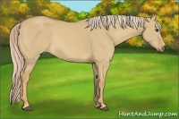 Horse Color:Palomino Dun Rabicano