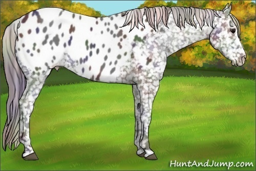 Horse Color:Nacre Black Appaloosa 