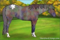 Horse Color:Nacre Black Appaloosa 