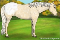 Horse Color:Palomino Snowcap