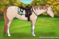 Horse Color:Buckskin Pearl 