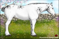 Horse Color:White Spotted Smoky Black