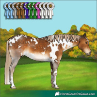 Horse Color:White Spotted Chocolate Palomino