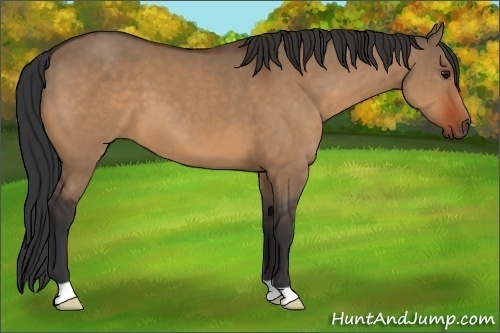 Horse Color:Unknown 