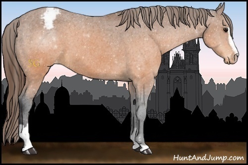 Horse Color:Buckskin Sabino Appaloosa