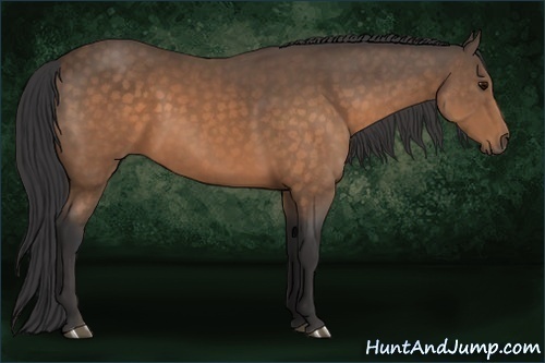 Horse Color:Buckskin 