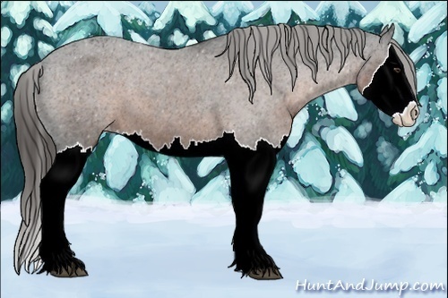 Horse Color:Liver Chestnut Sabino Splash Varnish 
