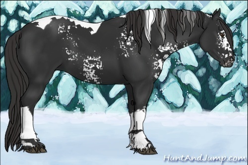 Horse Color:White Spotted Liver Chestnut Tobiano 