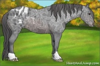 Horse Color:Brown Ice Appaloosa 