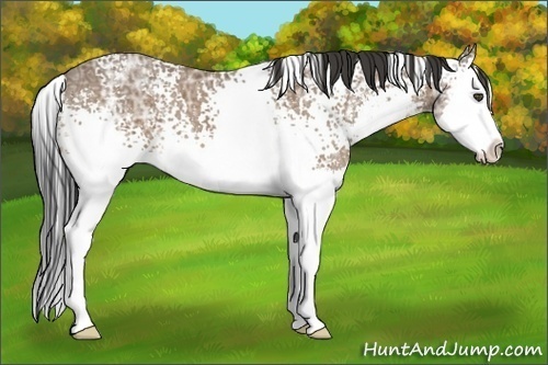 Horse Color:White Spotted Buckskin Ice Sabino Splash 