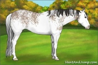 Horse Color:White Spotted Buckskin Ice Sabino Splash 