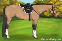 Horse Color:Buckskin 