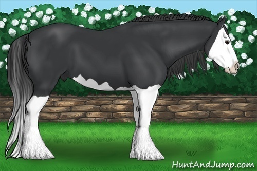 Horse Color:Black Splash 