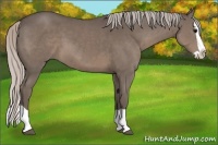 Horse Color:Silver Black Splash