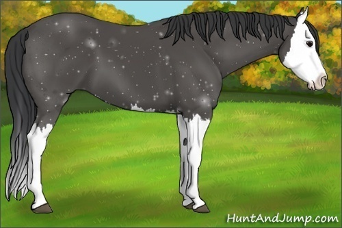 Horse Color:Black Splash
